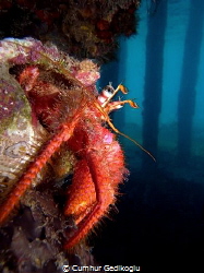 Dardanus calidus
Secret hole point under the jetty. by Cumhur Gedikoglu 